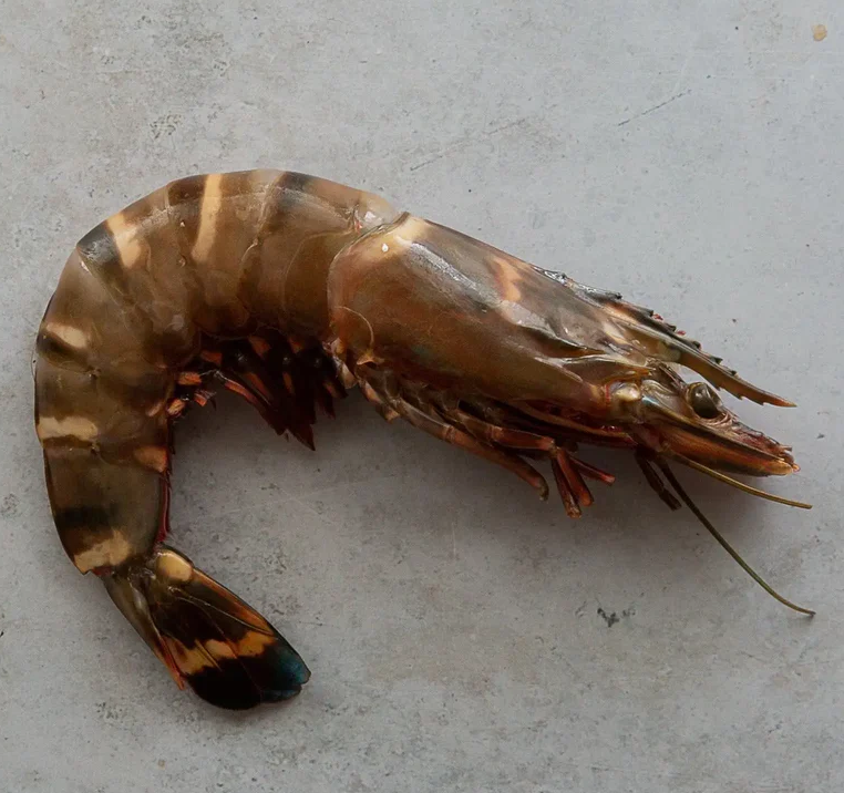 Pergeseran Industri Udang Indonesia dari Windu ke Vaname
