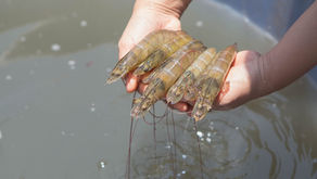 Alkalinitas Tambak Udang, Kunci Udang Sehat dan pH Stabil