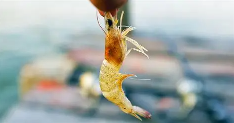 ree