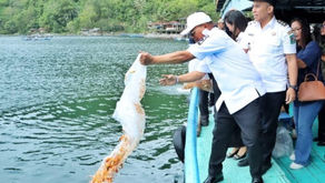 Restocking Ikan di Danau Toba, Upaya Pemkab Simalungun Menekan Populasi Red Devil