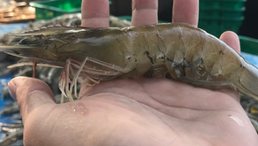 Kenapa Harga Udang Laut Lebih Mahal? Ini Fakta di Baliknya