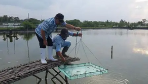 Frekuensi Pemberian Pakan Udang Memengaruhi Nilai FCR