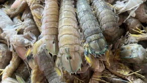 Produksi Udang Nasional Tidak Hanya Berasal dari Budidaya