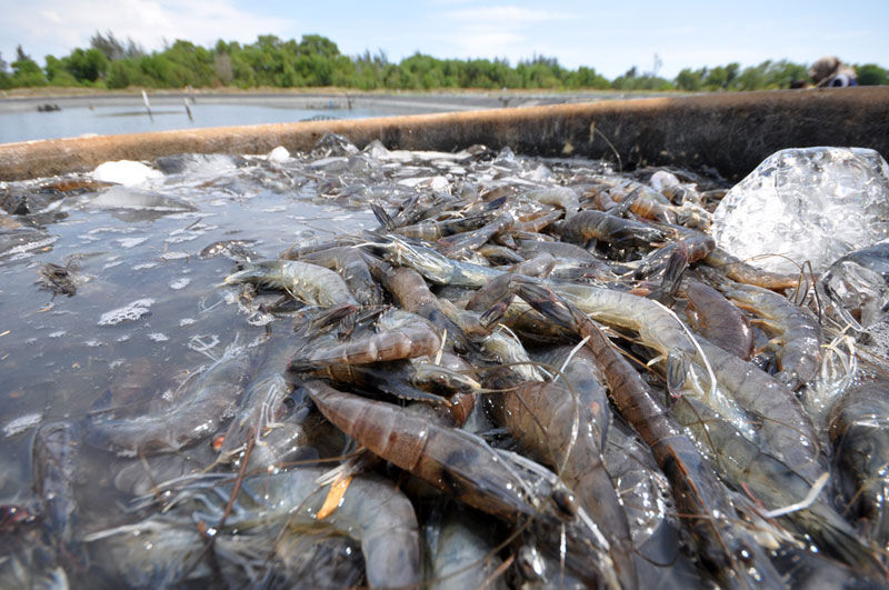 5 Parameter Air Tambak akan Berfluktuasi Saat Kemarau