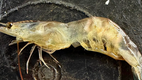 White Muscle Syndrome (WMS), Ancaman Baru Budidaya Udang