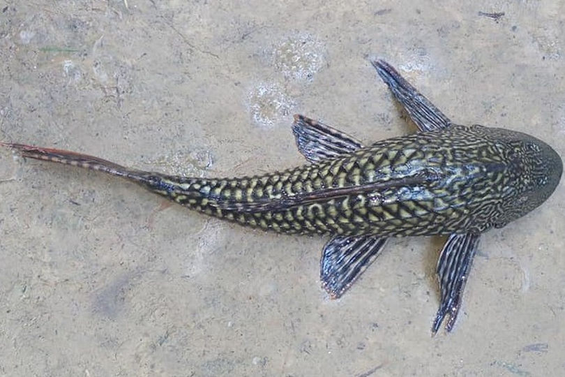 Ikan Sapu-Sapu Menguasai Sungai, Alarm Bahaya bagi Ekosistem Perairan