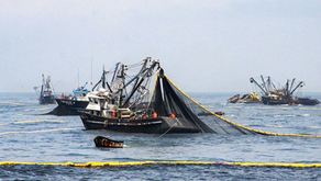 Overfishing: Ketika Permintaan Pasar Mengalahkan Kelestarian