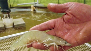 Air Tambak Berubah Merah, Ini Penyebabnya