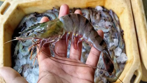 Peralihan dari Udang Windu ke Vaname: FCR Rendah Salah Satu Pemicunya