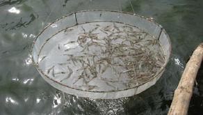 Tata Letak Anco Tambak Udang yang Benar