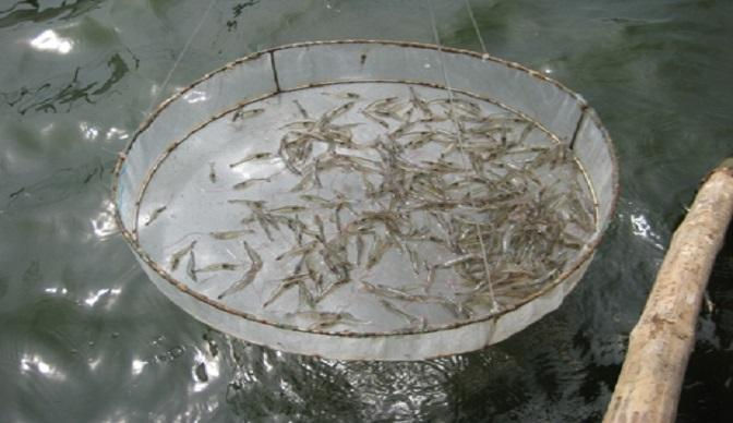 Tata Letak Anco Tambak Udang yang Benar