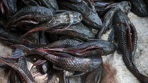 Ahli Ikan IPB Soroti Bahaya Mengonsumsi Ikan Sapu-Sapu