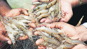 Frekuensi Pengangkatan Lumpur Tambak Udang yang Efisien
