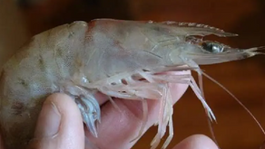 Dampak Titik Mati Terhadap Produkvitas Tambak