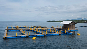 Potensi Keramba Jaring Apung untuk Meningkatkan Produksi Ikan Nasional