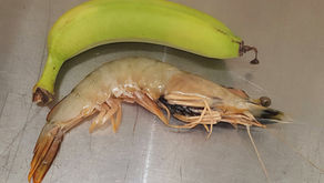 Mengenal Jenis-Jenis Udang Tangkap di Indonesia