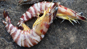 Bagaimana Titik Mati Terbentuk di Tambak? Ini Penjelasannya