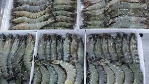 Bahaya! AS Curigai Udang Beku Indonesia Terpapar Radioaktif
