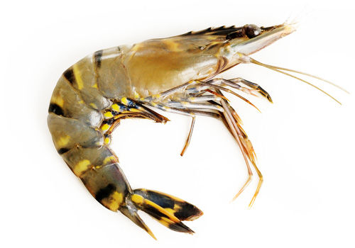 Udang Windu Kalah Saing dengan Udang Vaname. Ini Alasannya!