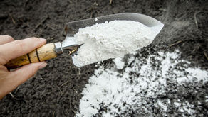 Manfaat Pengapuran Dasar Tambak sebelum Penebaran Benur