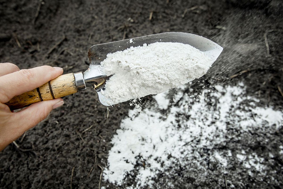 Manfaat Pengapuran Dasar Tambak sebelum Penebaran Benur