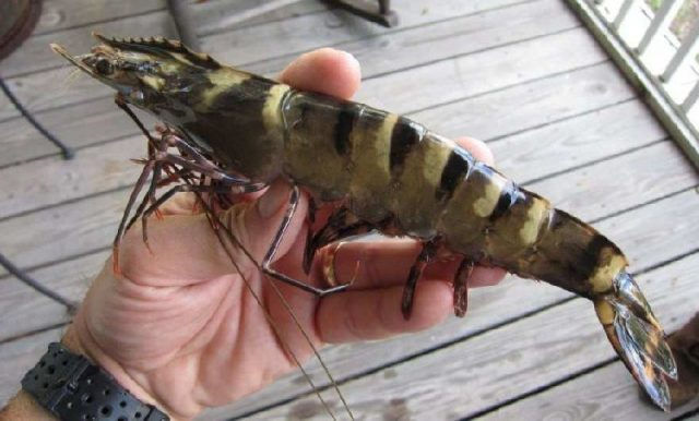 Daerah Penghasil Udang Windu di Indonesia yang Masih Aktif
