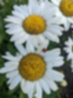 Nurture Your Roots: Rooted….Growing….Connected