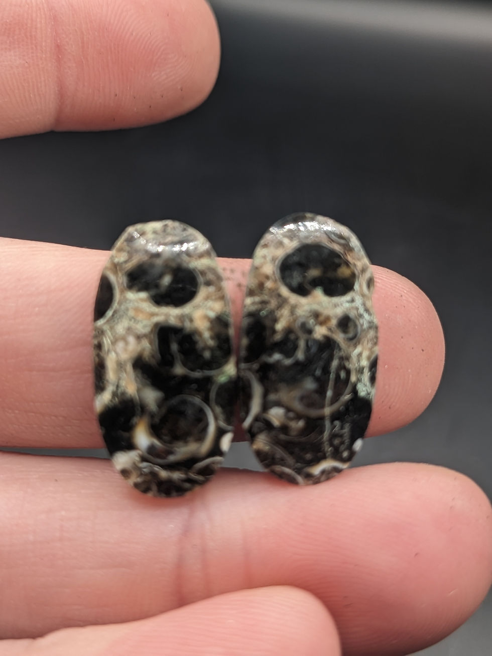 Turritella Agate Cabochon Pair Oval
