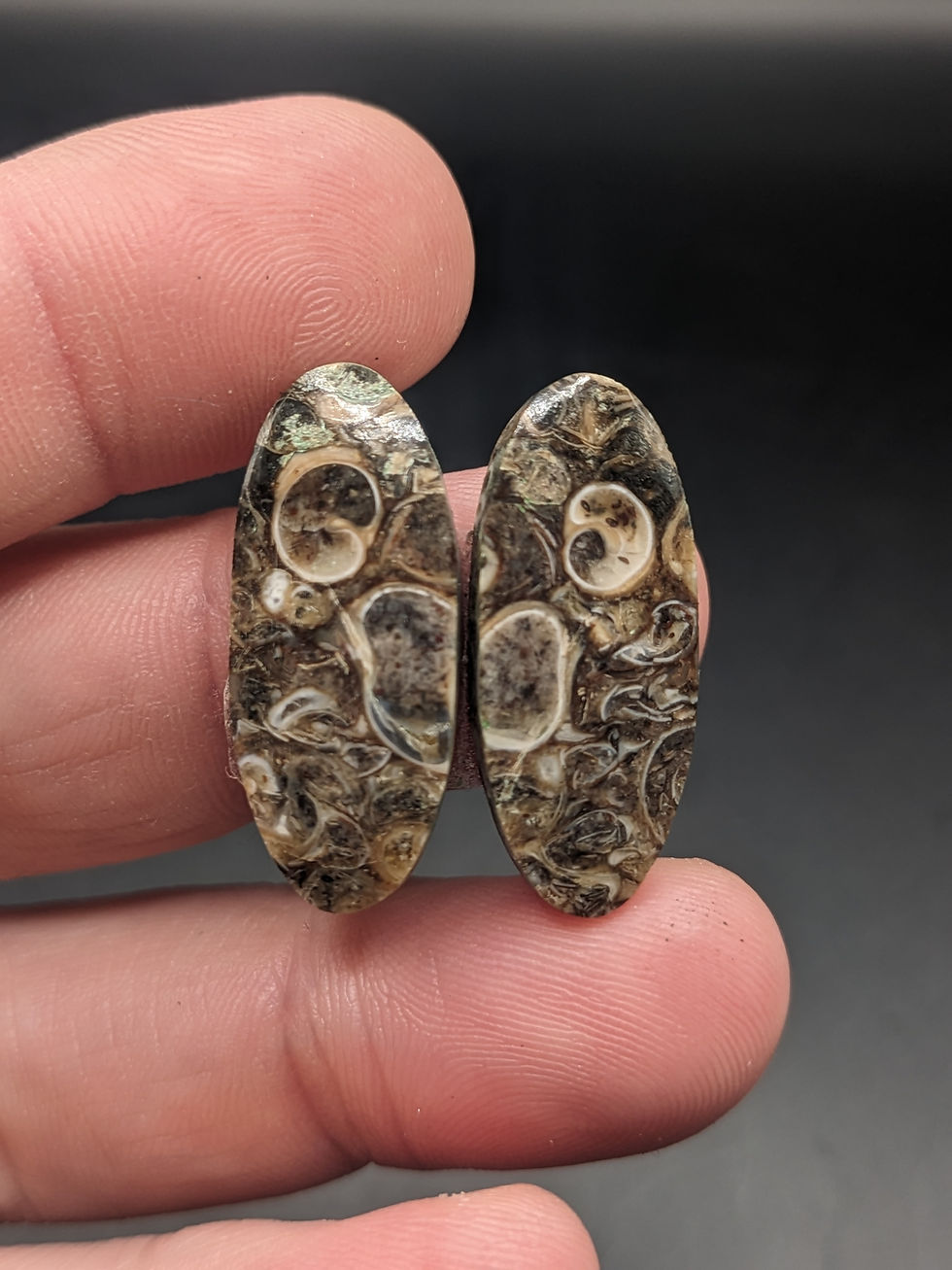 Turritella Agate Cabochon Pair Oval