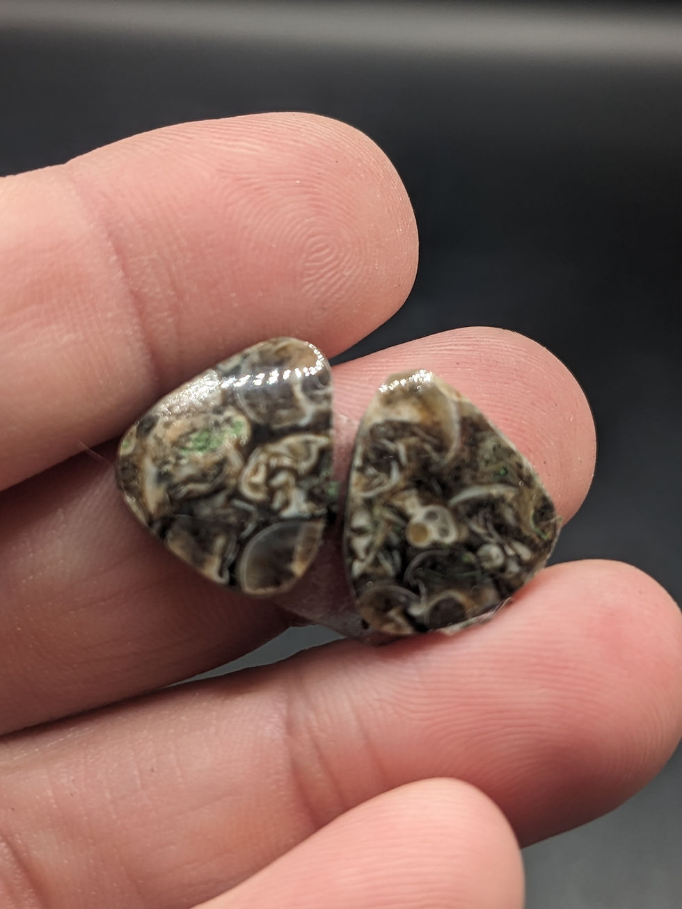 Turritella Agate Cabochon Pair Triangle