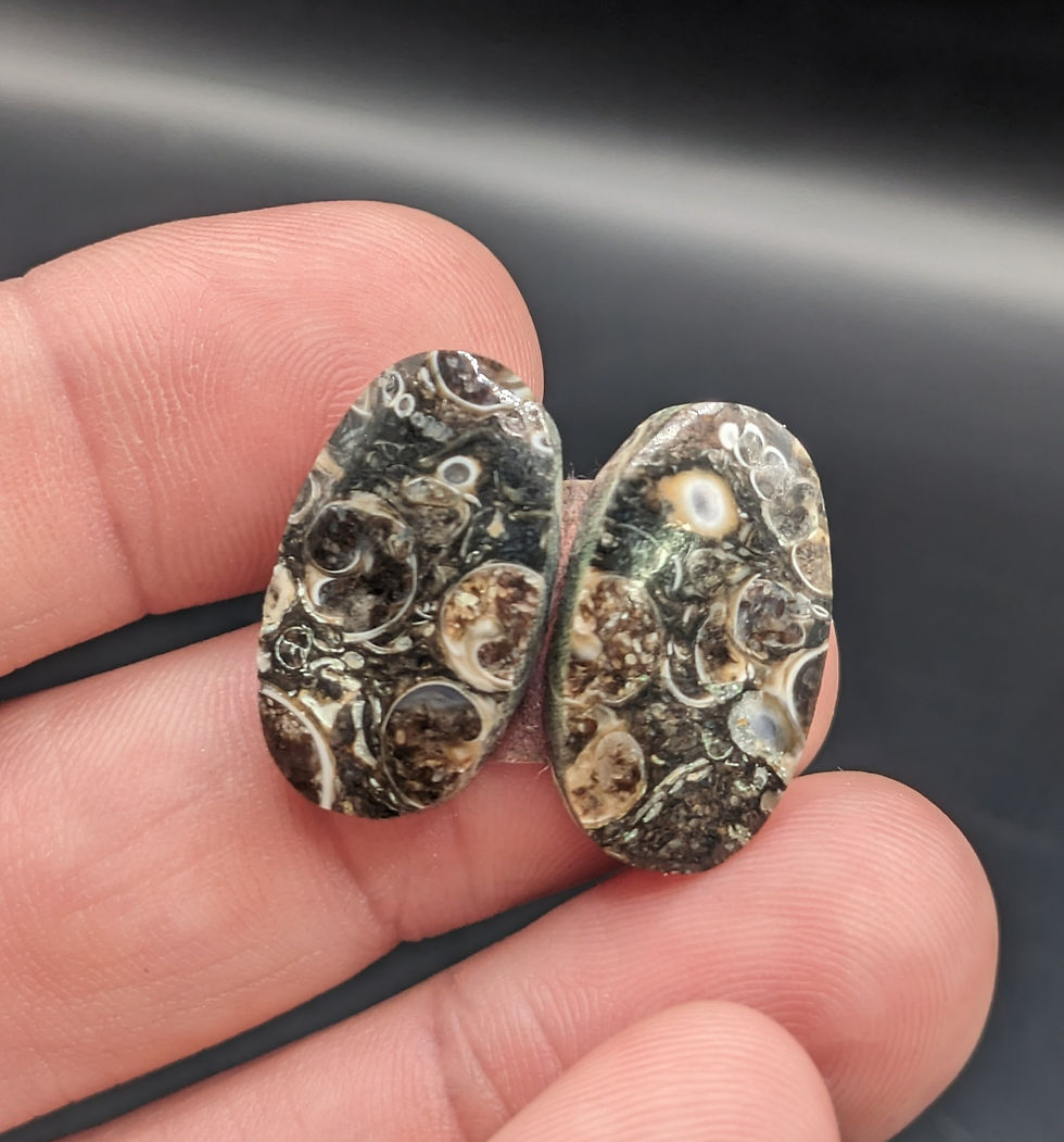 Turritella Agate Cabochon Pair Oval