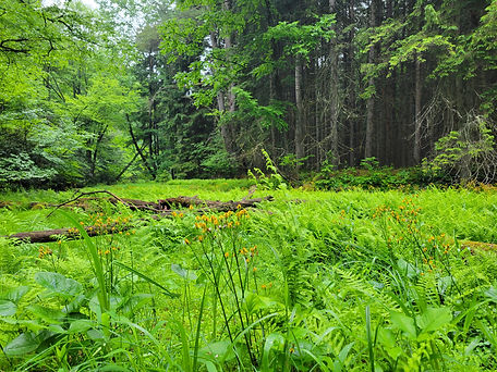 a lush forest scene of a grassy meadow full of yellow wildflowers with a serene green forest backdrop
