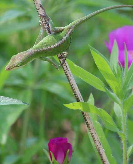 green anole lizard