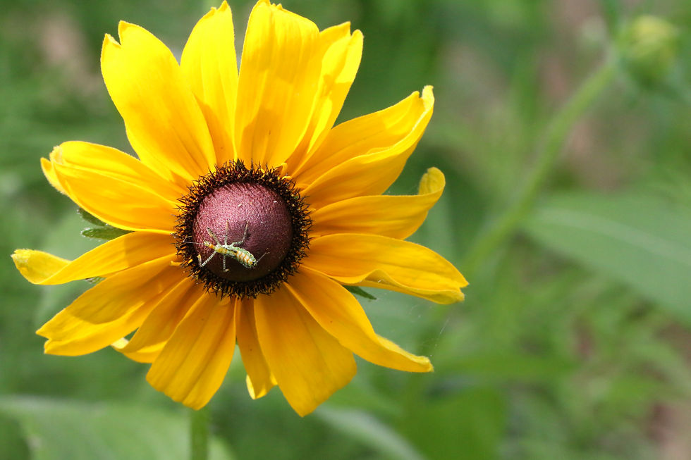 Rudbeckia hirta