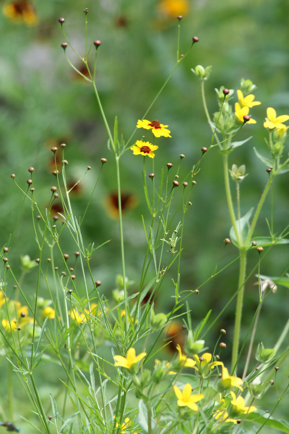 Texas native wildflowers coreopsis