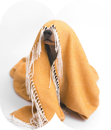 Image d'un chien se cachant sous une couverture