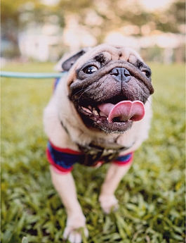 Image d'un petit chien en promenade