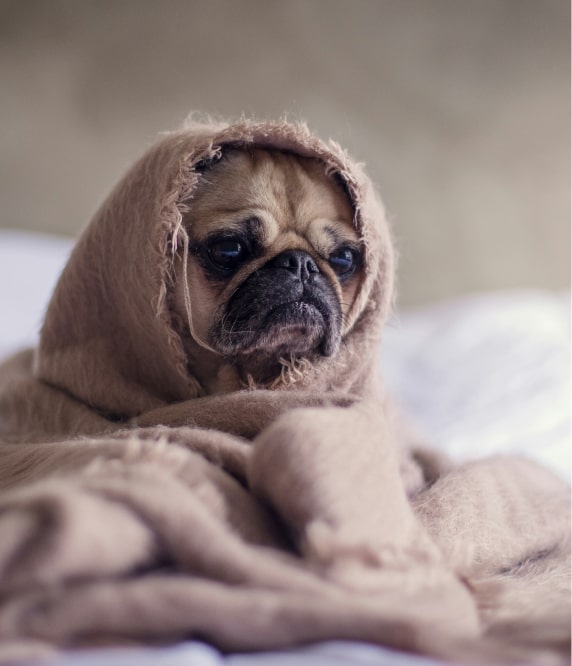 Image d'un petit chien voulant rester au lit