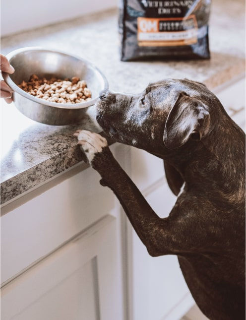 Image d'un chien qui a hâte de manger sa gamelle