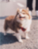 Image d'un petit chien heureux en promenade