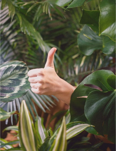 Image d'un main en train de s'occuper de plantes