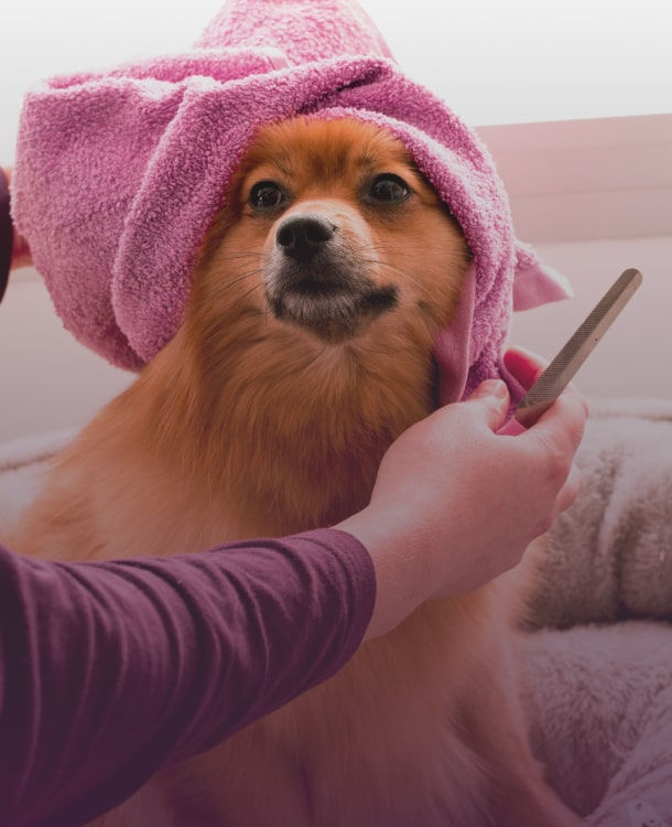 Image d'un animal qui se fait faire une beauté