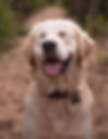 Image d'un Golden retriever content