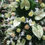 Miniatura: Cuscino funebre da appendere di anthurium, rose e dendrobium