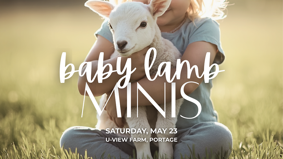 Baby Lamb Mini Session