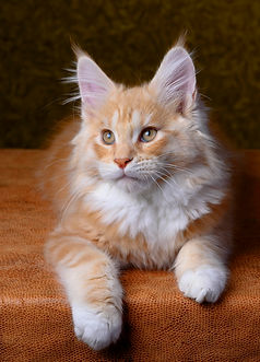 DSC_9169.jpg