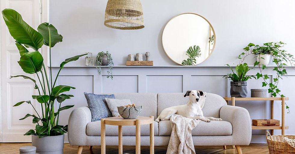 interior, enterijer, dog, pas, greenery, zelenilo, mindfulness
