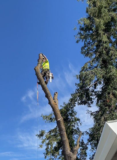 Tree removal florida, climbing arborist