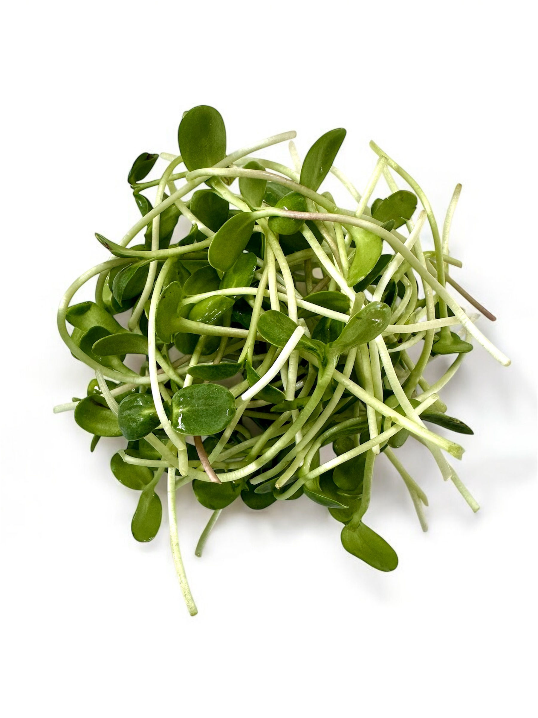 Fresh sunflower microgreens – vibrant, crisp, and packed with nutrients. Perfect for salads, sandwiches, and smoothies.