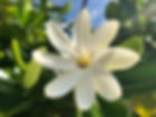 tiare_8